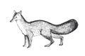 Vector hand-drawn illustration of an eastern falanouc. Black and white sketch of an endemic of Madagascar. Royalty Free Stock Photo